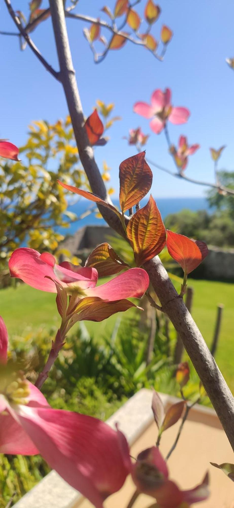Il Giardino Sull'Isola - Appartamento - Bergeggi Extérieur photo